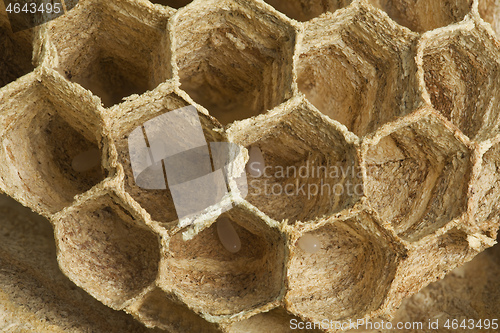 Image of European Wasp Eggs