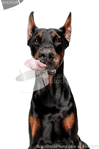 Image of Doberman Dog Isolated on White Background in studio