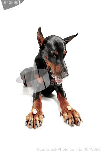 Image of Doberman Dog Isolated on White Background in studio