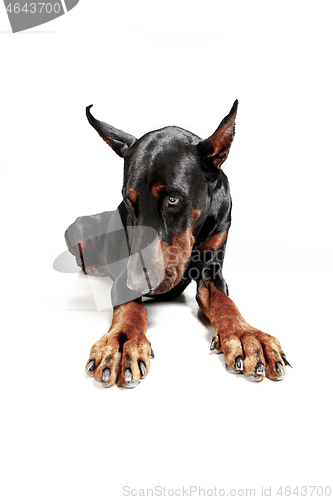 Image of Doberman Dog Isolated on White Background in studio