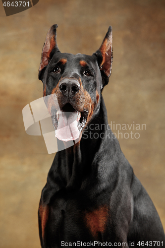 Image of Doberman Pinscher, emotional dog on studio background