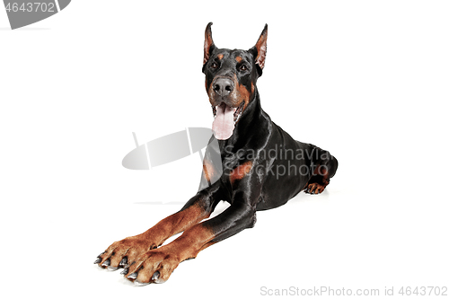 Image of Doberman Dog Isolated on White Background in studio