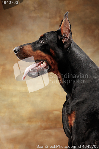 Image of Doberman Pinscher, emotional dog on studio background