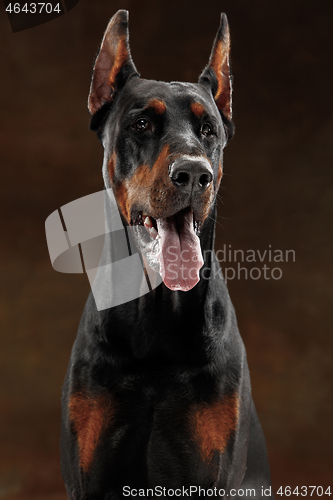 Image of Doberman Pinscher, emotional dog on studio background
