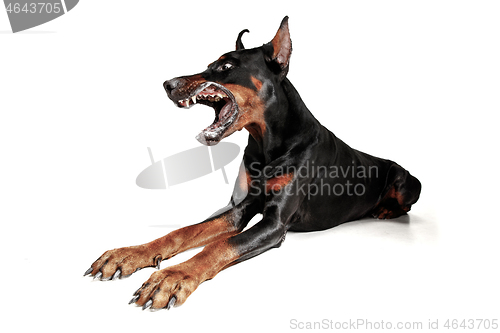 Image of Doberman Dog Isolated on White Background in studio