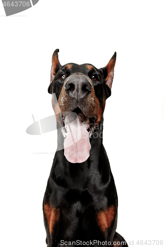 Image of Doberman Dog Isolated on White Background in studio