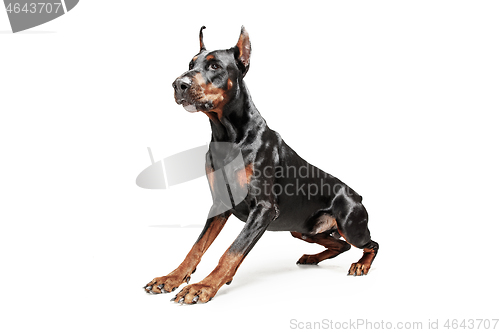 Image of Doberman Dog Isolated on White Background in studio