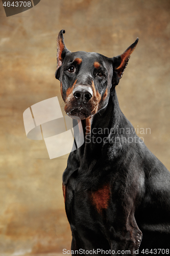 Image of Doberman Pinscher, emotional dog on studio background