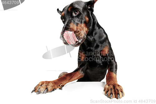 Image of Doberman Dog Isolated on White Background in studio