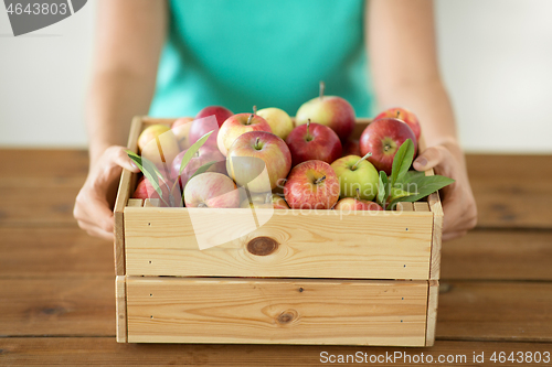 Image of woman with wooden box of ripe apples