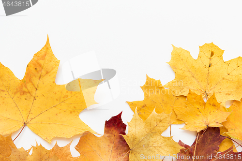 Image of dry fallen autumn maple leaves on white