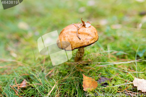 Image of brown cap boletus mushroom in autumn forest