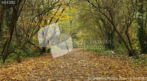 Image of Woodland Walk