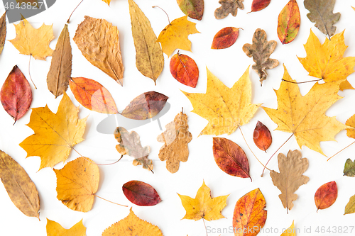 Image of dry fallen autumn leaves on white background