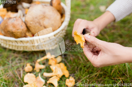 Image of hands with mushrooms and basket in forest