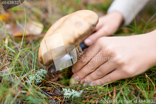 Image of hands picking mushroom in autumn forest