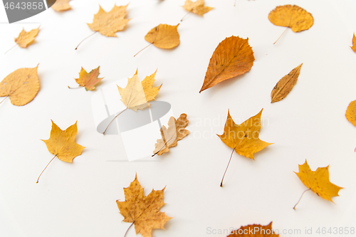 Image of dry fallen autumn leaves on white background