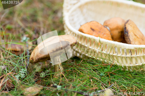 Image of basket of mushrooms in autumn forest