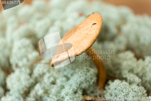 Image of suillus bovinus mushroom in reindeer lichen moss