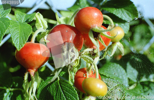 Image of Rosa rugosa hips