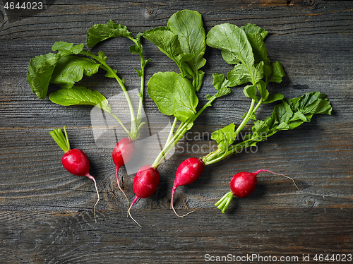 Image of fresh raw radish