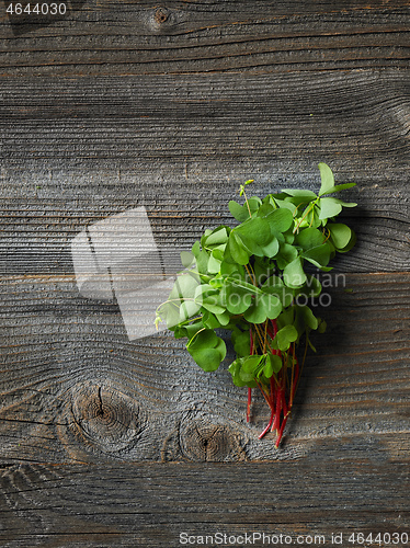 Image of fresh raw wood sorrel plant