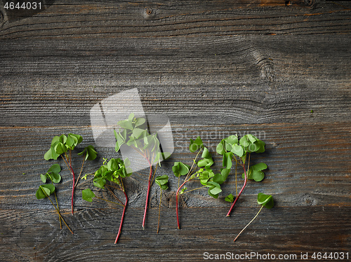 Image of fresh raw wood sorrel plant