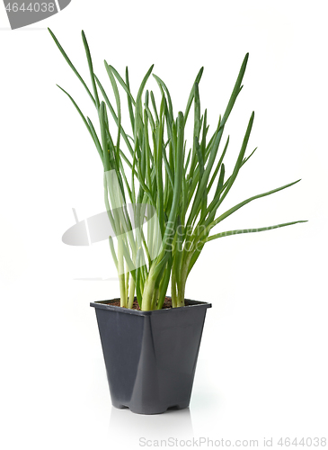 Image of green onion in flower pot