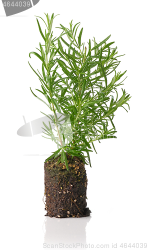 Image of growing rosemary plant