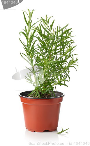 Image of fresh rosemary in flower pot