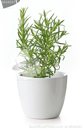Image of rosemary plant in flower pot