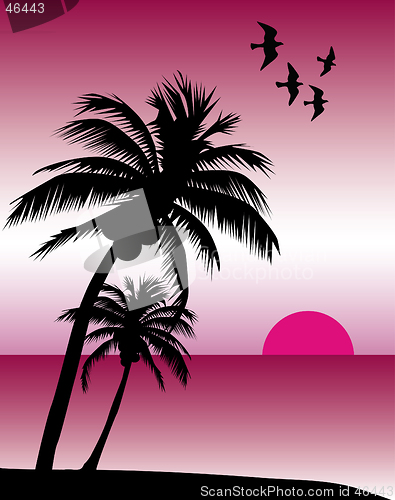 Image of Pink Tropical Sunset