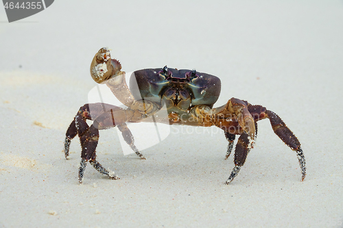 Image of Crab with raised claw ready to attack