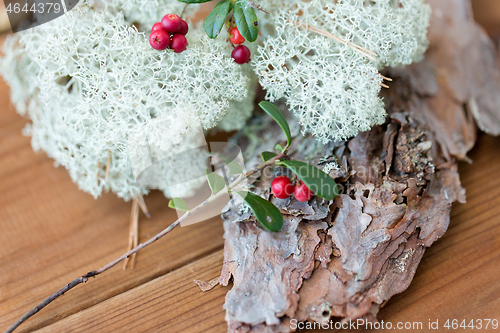 Image of close up of cowberry and reindeer lichen moss