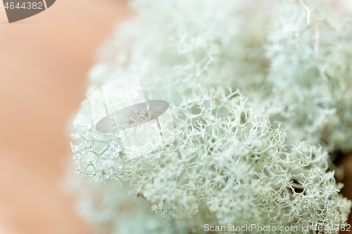 Image of close up of reindeer lichen moss