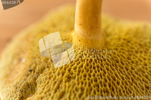 Image of close up of suillus bovinus mushroom