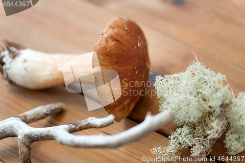 Image of boletus mushrooms, moss, branch and bark on wood