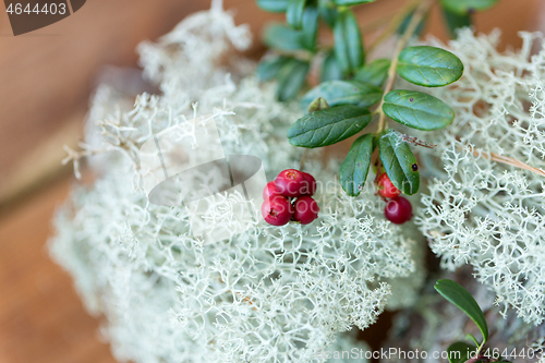 Image of close up of cowberry and reindeer lichen moss