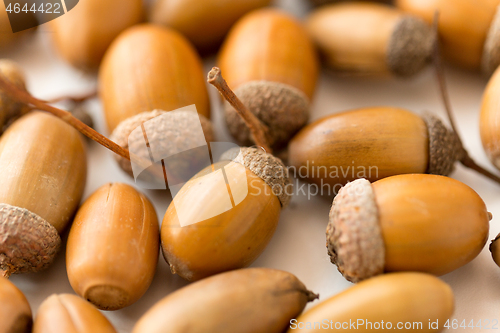 Image of close up of acorns on white background