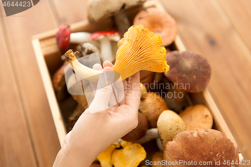 Image of hand holding chanterelle over box of mushrooms