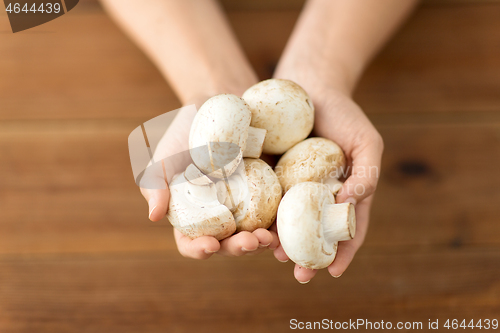 Image of close up of female hands holding champignons