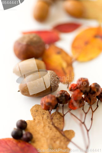 Image of close up of acorns, rowanberries and autumn leaves