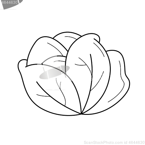 Image of White cabbage vector line icon.