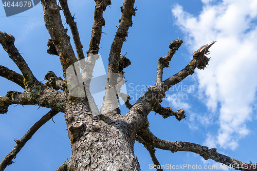 Image of a leafless tree in the sky