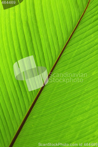 Image of green background