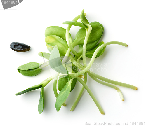 Image of fresh sunflower sprouts