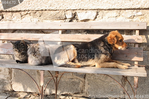 Image of cats and dog