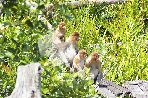 Image of Nose-Monkey in Borneo