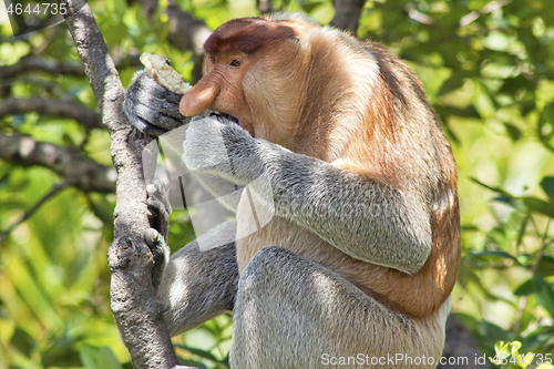 Image of Nose-Monkey in Borneo