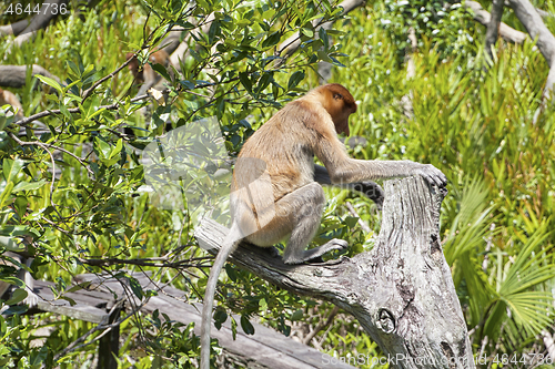 Image of Nose-Monkey in Borneo